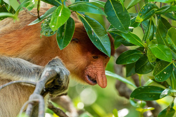 Fototapeta premium Female Proboscis Monkey in the rainforest of Borneo