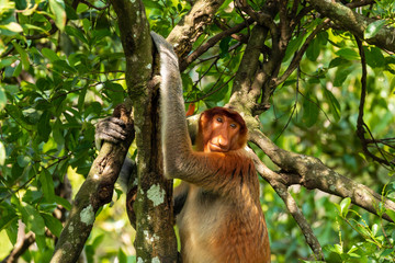 Female Proboscis Monkey in the rainforest of Borneo