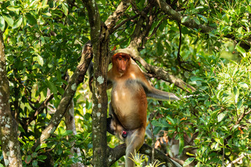 Proboscis Monkey in the trees in the tropical rainforest of Borneo