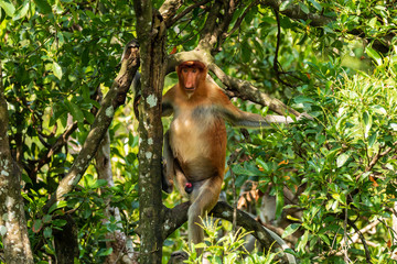 Proboscis Monkey in the trees in the tropical rainforest of Borneo