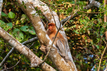 Wild Proboscis Monkeys in the trees at dusk along the Kinabatangan River, Sabah, Borneo