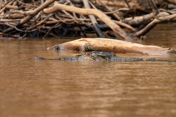 A saltwater Crocodile in the muddy brown Kinabatangan River, Borneo