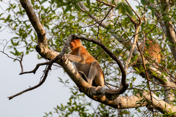 Wild Proboscis Monkeys in the trees at dusk along the Kinabatangan River, Sabah, Borneo