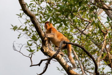 Wild Proboscis Monkeys in the trees at dusk along the Kinabatangan River, Sabah, Borneo