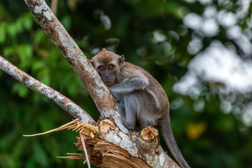 Long tail Macaque (Crab eating Macaque) monkey in the rainforest of Borneo