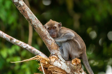 Long tail Macaque (Crab eating Macaque) monkey in the rainforest of Borneo