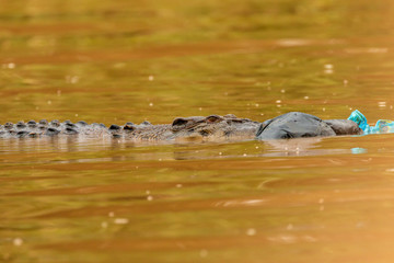 Plastic pollution - a Saltwater Crocodile investigates floating plastic bags and debris in the rainforests of Borneo