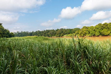 A brown river running through tropical grassland and rainforest (Borneo)