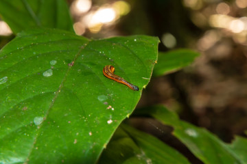 A Tiger Leech (Stinging Land Leech) on a leaf in the tropical rainforests of Borneo