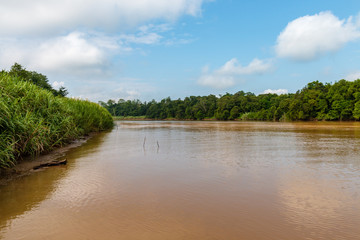 Fototapeta premium Aerial drone view of a long, brown winding river through tropical rainforest (Kinabatangan River, Borneo)