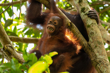 A wild mother and baby Bornean Orangutan in the rainforest of eastern Borneo © whitcomberd
