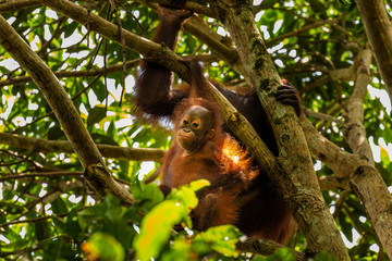 A wild mother and baby Bornean Orangutan in the rainforest of eastern Borneo