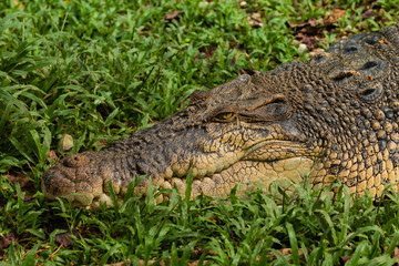 Close up of a large Saltwater Crocodile in short grass