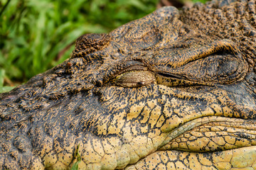 Close up of a large Saltwater Crocodile in short grass