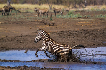 Plain zebra in Kruger National park, South Africa ; Specie Equus quagga burchellii family of Equidae
