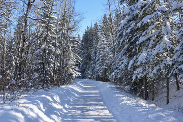 Snow-covered lane runs between spruce trees