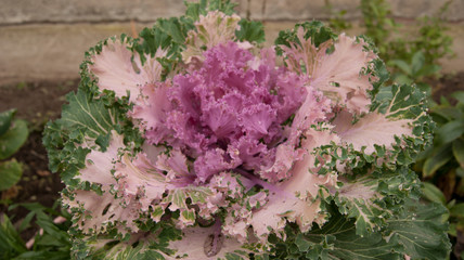 cauliflower, cauliflower, garden