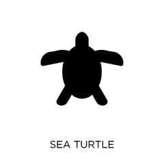 Sea turtle icon. Sea turtle symbol design from Summer collection.