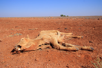 Red cow dead in desert