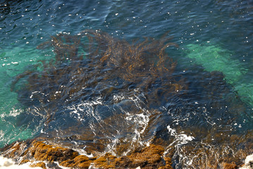 海藻の海辺