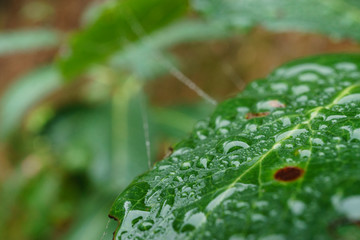 Wet Green Leaf and Strands of Spider Silk