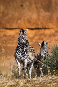 Fototapeta Plain zebra in Kruger National park, South Africa   Specie Equus quagga burchellii family of Equidae