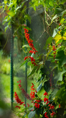 Beautiful flower for Valentine's Day. Valentine's Day. Mothers Day. Romantic gift. Romance and nature. 