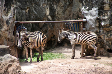 Fototapeta na wymiar Zebras horse or Equus quagga standing in cage at public park in Bangkok, Thailand