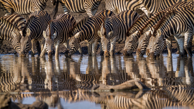 Fototapeta Plain zebra in Kruger National park, South Africa   Specie Equus quagga burchellii family of Equidae