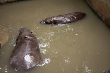 Pygmy hippopotamus play and swimming in pool at public park in Bangkok, Thailand