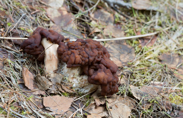 False morel, Gyromitra esculenta growming among birch leafs