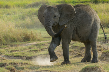 Elephant