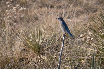 Obraz na płótnie Canvas Mountain Bluebird (Sialia currucoides)