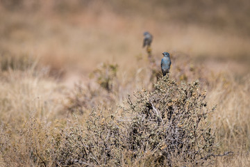 Mountain Bluebird (Sialia currucoides)