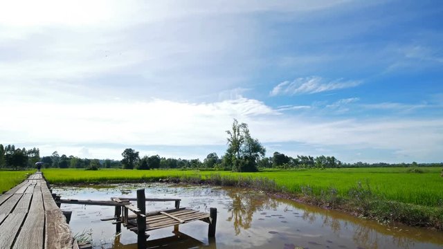 Cottage and wooden bridge on rice field. Green rice swinging in the wind