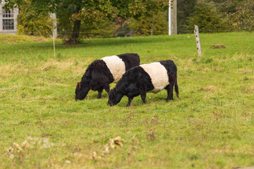 Naklejka na ściany i meble Belted Galloway cows grazing in pasture in fall, Ct