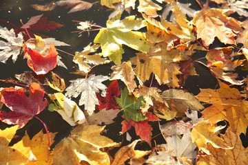 autumn leaves background