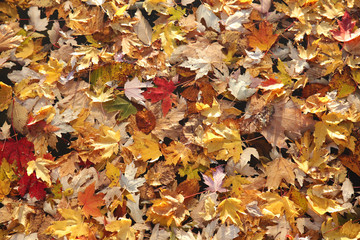 autumn color leaves maple Autumn concept background