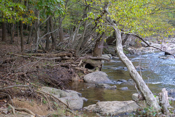 Obraz premium river in the forest