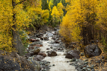 Colorado mountain rocky stream in fall colors aspens fir