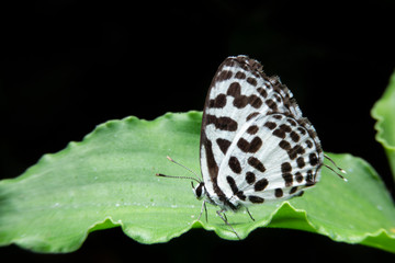 White butterflies have black spots.