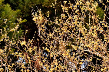 蠟梅の花