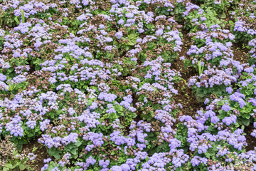 Obraz premium Spring flower in Japan
