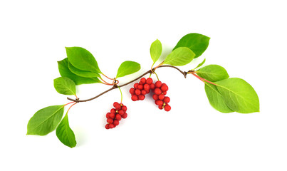 Schisandra Chinensis Medicinal Herb Plant Leaves and Fruit. Isolated on White Background. Also Magnolia-Vine, Chinese Magnolia-Vine, Schisandra, Magnolia Berry or Five-Flavor-Fruit.