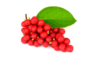 Schisandra Chinensis Medicinal Herb Plant Leaves and Fruit. Isolated on White Background. Also Magnolia-Vine, Chinese Magnolia-Vine, Schisandra, Magnolia Berry or Five-Flavor-Fruit.
