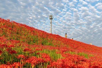 彼岸花畑