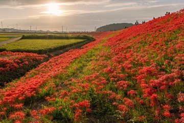 スポットH測光,M,PT,p:手前彼岸花