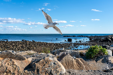 seagull flying