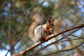 Рыжая белка грызёт желудь на ветке дерева