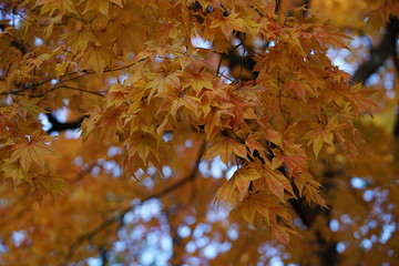 北海道大学の秋